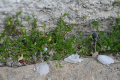 Sagina procumbens