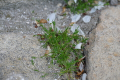 Sagina procumbens