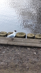 Chroicocephalus ridibundus