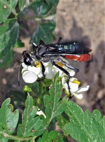 Prionyx fervens