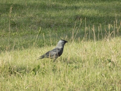 Corvus monedula