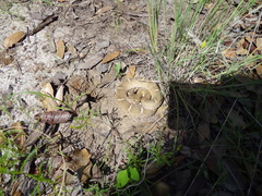 Crotalus willardi willardi