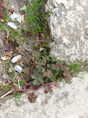 Oxalis corniculata