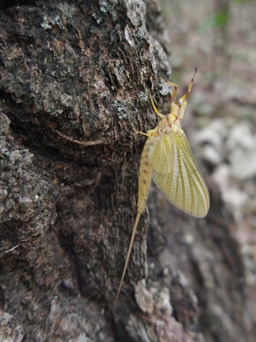 Giant mayfly