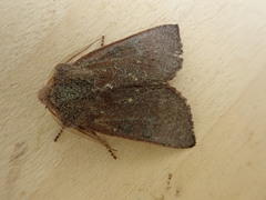 Orthosia pulchella