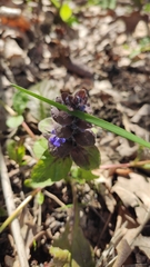 Ajuga reptans