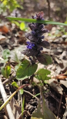 Ajuga reptans