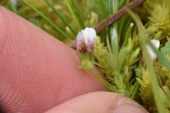 Trifolium oliganthum
