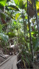 Pandanus multispicatus