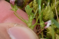 Trifolium oliganthum