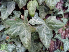 Hedera helix