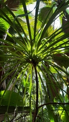 Pandanus multispicatus