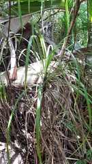 Pandanus multispicatus