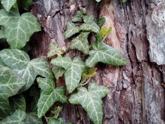 Hedera helix