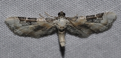 Eupithecia gratiosata