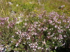 Chamaenerion colchicum