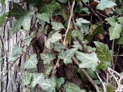 Hedera helix