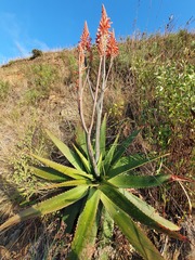 Aloe affinis