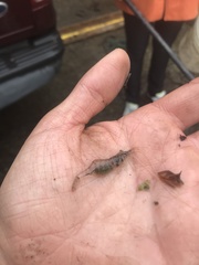 Palaemon kadiakensis