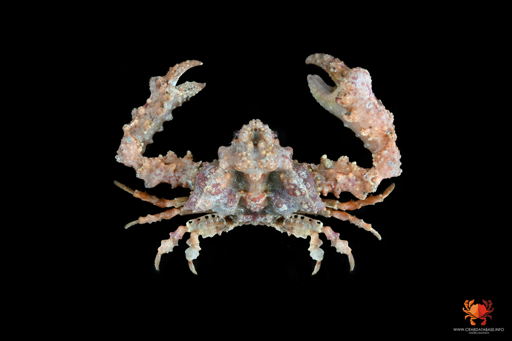 King Kong Crab