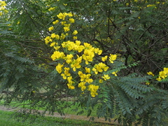 Senna spectabilis