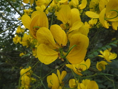 Senna spectabilis