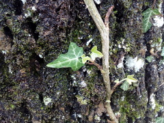 Hedera helix