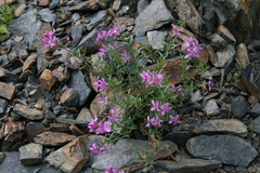Chamaenerion colchicum