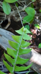 Nephrolepis acutifolia