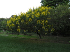 Senna spectabilis