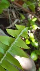 Nephrolepis acutifolia