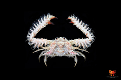 Aulacolambrus hoplonotus