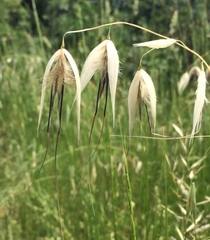 Avena sterilis