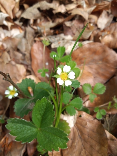 Barren Strawberry