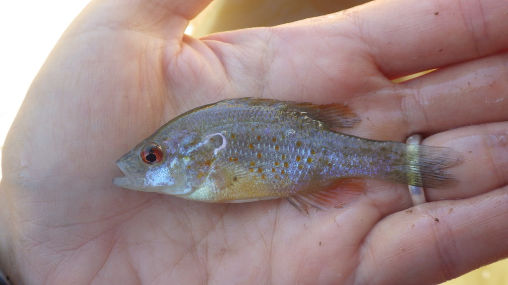 Orangespotted Sunfish (Wildlife and Wildflowers of Texas - Fish