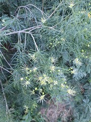 Maerua rosmarinoides