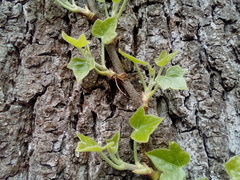 Hedera helix
