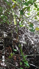 Nephrolepis acutifolia