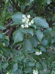 Dombeya cymosa