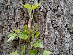 Hedera helix