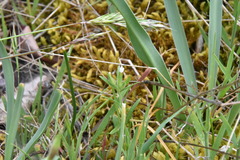 Microsteris gracilis