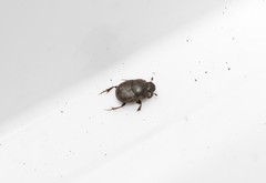 Euonthophagus atramentarius