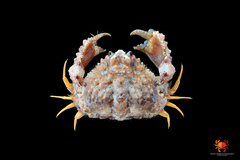 Calappa gallus