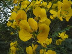 Senna spectabilis