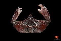 Cryptopodia dorsalis