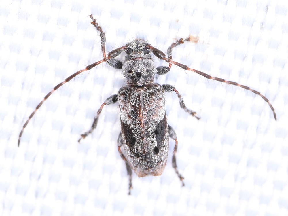 Pogonocherus decoratus