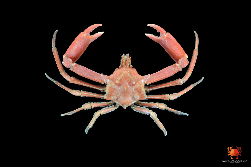 Tunepugettia