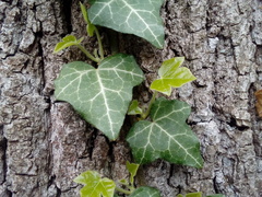 Hedera helix