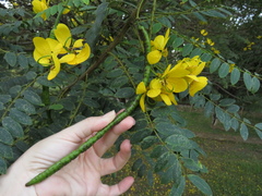 Senna spectabilis