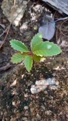Dillenia ferruginea